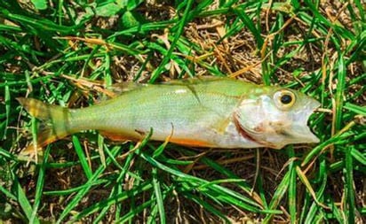 ¡Insólito! Llueven cientos de pescados del cielo en Texas