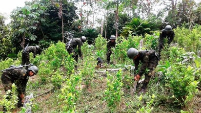 Duque se fija como meta la erradicación de 100,000 hectáreas de coca en 2022