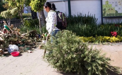 Así puedes intercambiar tu árbol de navidad por una planta