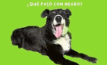 Investigan muerte de 'Negro', perro arrollado en SLP; piden castigo para el responsable