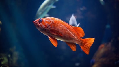 Científicos israelíes entrenan a peces de colores para conducir vehículos con ruedas