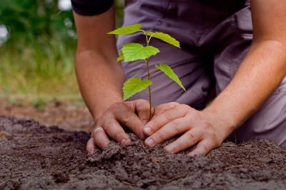 Escuelas de Monclova son reforestadas