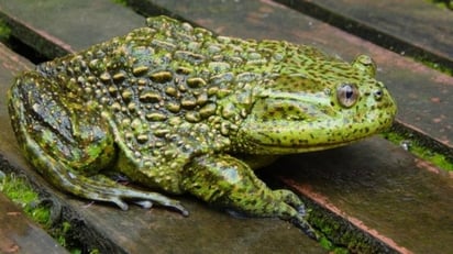 Fósiles de ranas de más de 70 Millones de años fueron descubiertas en Chile