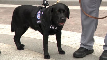 Perros de apoyo emocional y un presidente demente