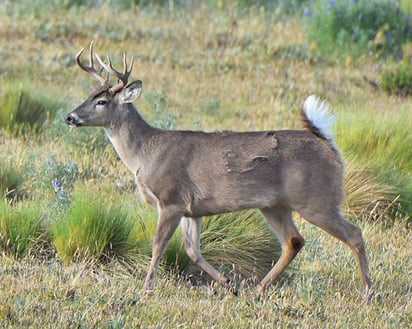 Cartera de Ambiente de Ecuador denuncia presunto delito contra vida silvestre