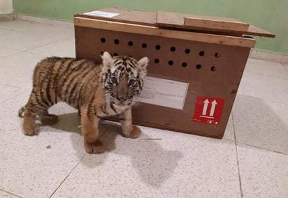 Rescatan cachorro de tigre en aeropuerto de Yucatán