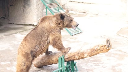 Una mujer arroja a una niña a la jaula de un oso