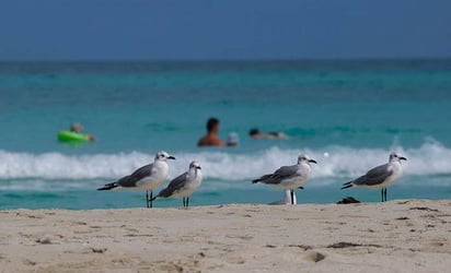 La mayor parte de los océanos han experimentado calor extremo desde 2014