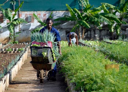 ONU implementa en Venezuela proyectos para la producción de insumos agrícolas