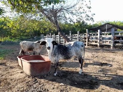 El abigeato baja en la Región Centro a comparación de otros años