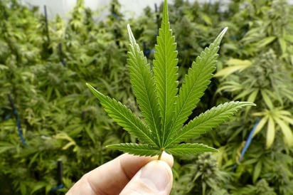 Comisión de Salud de Senado analiza regulación de cannabis