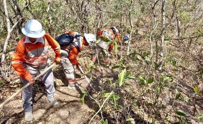 Incendios han consumido 35 hectáreas de áreas protegidas en Chiapas