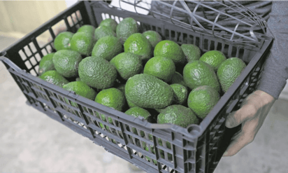 Estados Unidos da luz verde para reanudar inspección e importación de aguacate