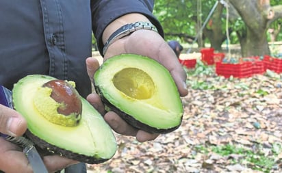 México y EU deben reforzar seguridad para vender aguacate  