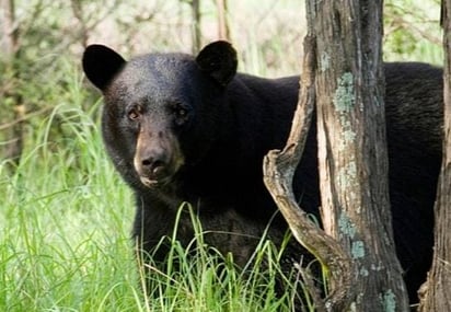 Eco Parque de Monclova promueve el resguardo a especies protegidas con evento para ciudadanos 