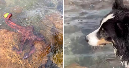 Perro mira sorprendido cómo un pulpo le roba su pelota favorita