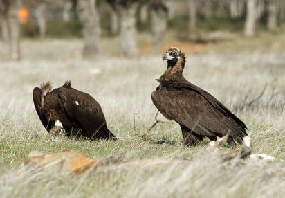 Detectan un tipo de gripe aviar en determinadas aves silvestres de Florida