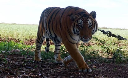 Por tigre suelto en Apaseo el Grande, extienden alerta a 2 municipios