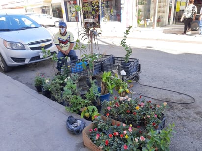 Comerciantes ambulantes esperan un incremento en la venta de plantas por la llegada de el calor