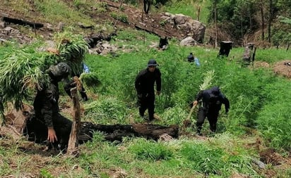 Honduras decomisa 345,000 plantas de coca y cuatro laboratorios en tres días