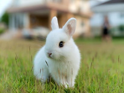 5 consejos para cuidar a un conejo doméstico