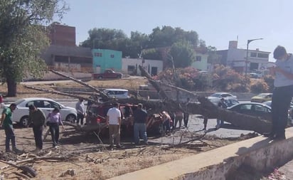 Fuertes vientos dejaron tres árboles caídos y un muerto en SLP