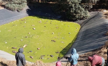 Más de 100 perros fueron encontrados en estado de descomposición en laguna 