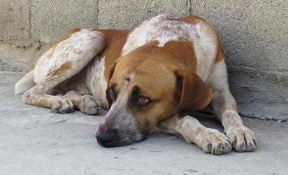 Rescatistas de animales en maltrato no podrán ingresar a domicilios