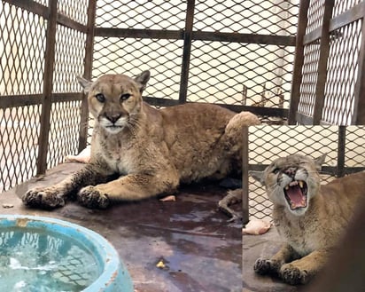 Se recupera el Puma que capturaron en Colinas de Santiago