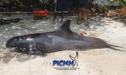 Mueren tres orcas pigmeas que recalaron en la costa de Yucatán