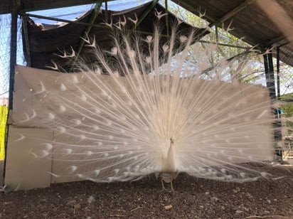 Marco Medina y su aviario; aves de Monclova y el mundo