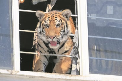 Capturan a un tigre en Querétaro que atacó animales de granja