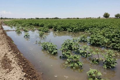 Agua en La Laguna, con concentración de químicos