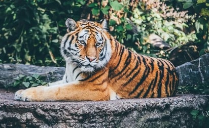 Policías matan a tigre capturado en Querétaro