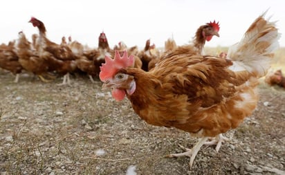 Francia sacrifica a 10 millones de aves por gripe aviar; el virus ya se ha propagado