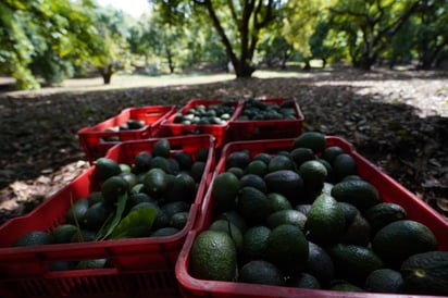 Precio del aguacate en EU se dispara a su nivel más alto en 24 años, dan adios al guacamole