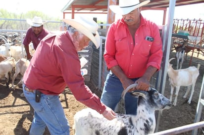 Vacunan corral por corral