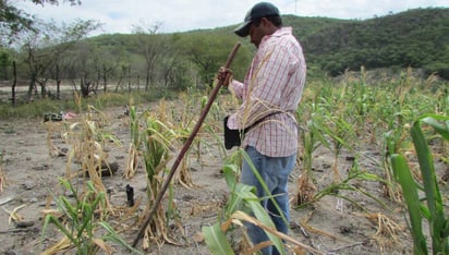 Honduras debe unir esfuerzos para resolver crisis alimentaria, según expertos