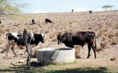 CNC: Se muere ganado en el campo