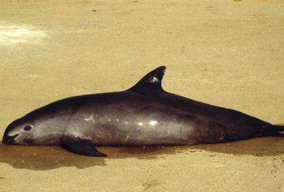 Comisión ambiental aconseja abrir un expediente sobre la vaquita marina