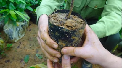 'Alexa, planta un árbol', reforesta desde tu casa