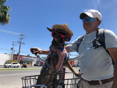 Yoyo el Chihuahueño más famoso de Monclova por su increíble vestimenta