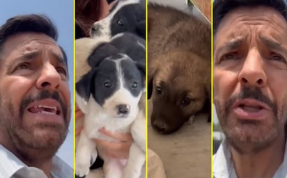 Eugenio Derbez ayuda a perritos de la calle y usuarios lo critican 