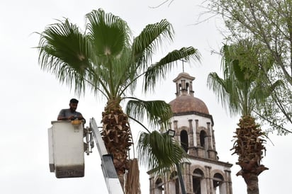 Palmas de plaza principal son podadas por el municipio 