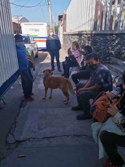 50% han disminuido los animales en situación de calle