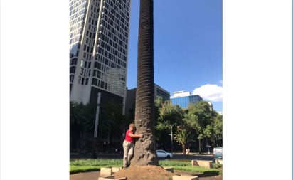 Con selfies y abrazos, dan último adiós a palmera de Reforma