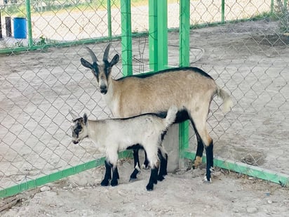 ECO Parque de Monclova cuenta con granjitas de bebes 