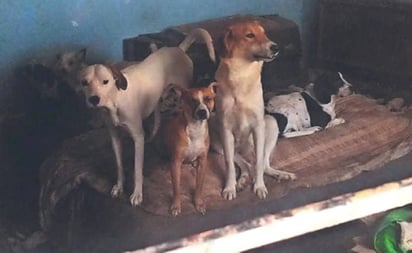 Detiene a 2 sujetos que por 10 años criaban perritos y los vendían en tacos en Tultitlán