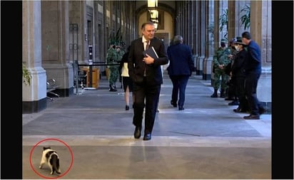 Reaparecen los 'gatitos fifís' de Palacio Nacional