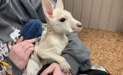 Zoológico de El Bronx está de fiesta por el nacimiento de un canguro arbóreo